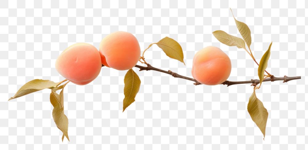 PNG Apricot plant food persimmon. AI generated Image by rawpixel.