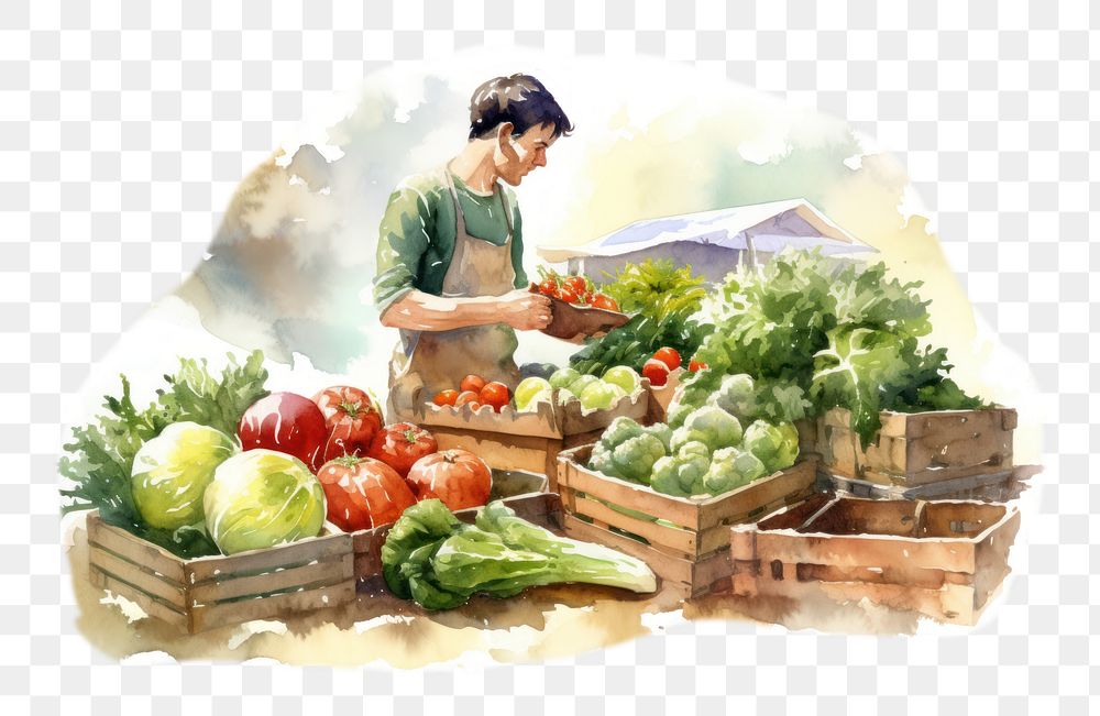 PNG Hand-drawn, watercolor illustration of close up man buy vegetable at farmers market, off-white background, 8K --ar 3:2