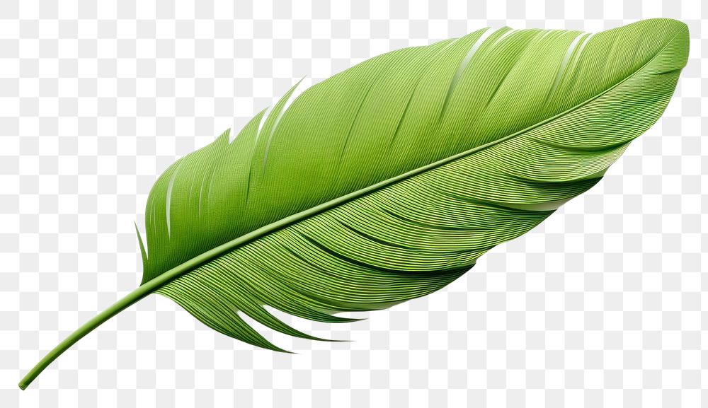 PNG Plant leaf lightweight freshness. AI generated Image by rawpixel.