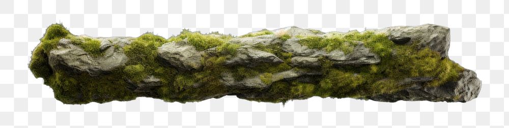PNG Moss plant algae tree. AI generated Image by rawpixel.