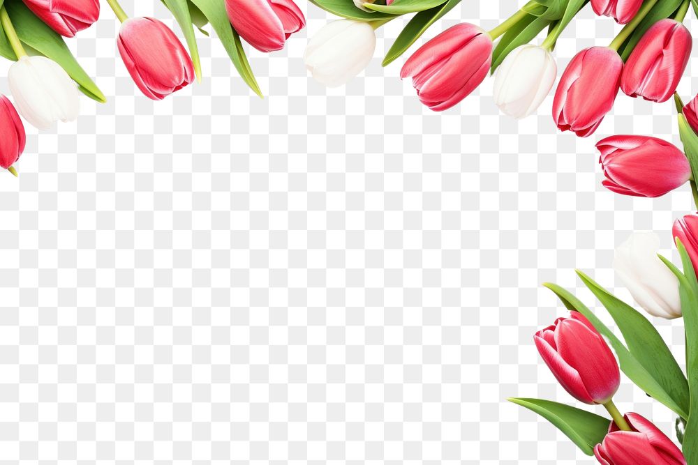 PNG Flower tulip petal plant. AI generated Image by rawpixel.