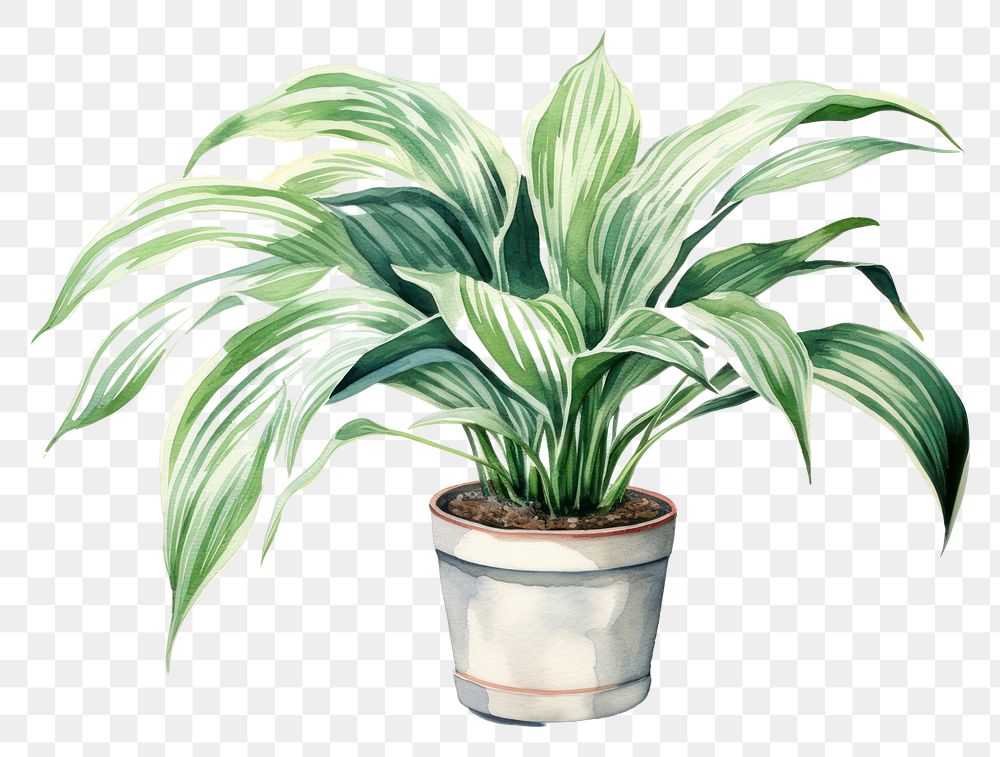 PNG Plant leaf houseplant freshness. 