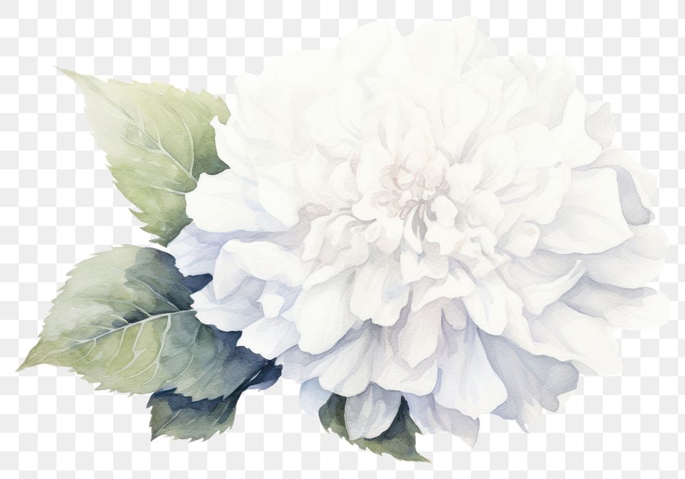 PNG Flower dahlia plant rose. AI generated Image by rawpixel.