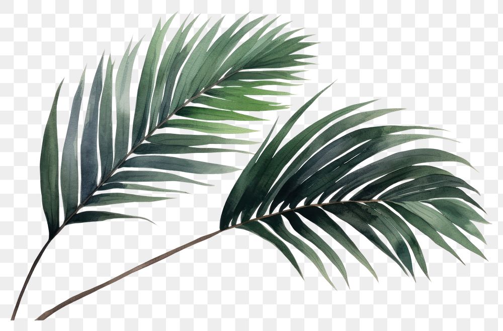 PNG Plant leaf tree freshness