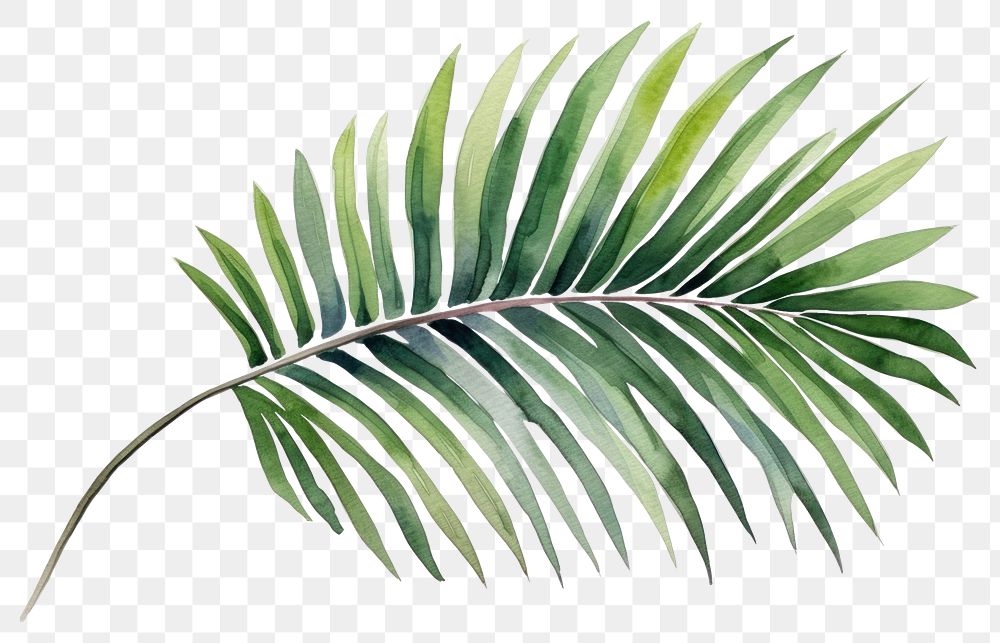 PNG Plant leaf tree freshness