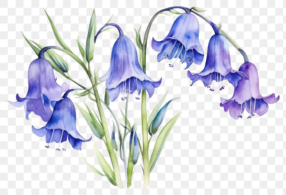 PNG Flower plant petal iris