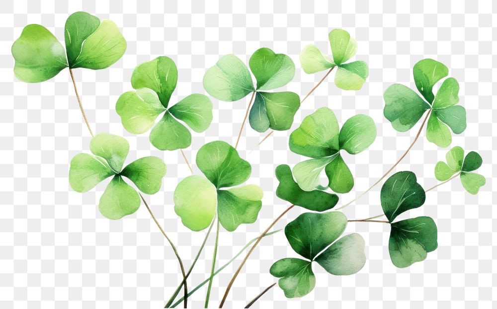 PNG Backgrounds clover plant leaf. AI generated Image by rawpixel.