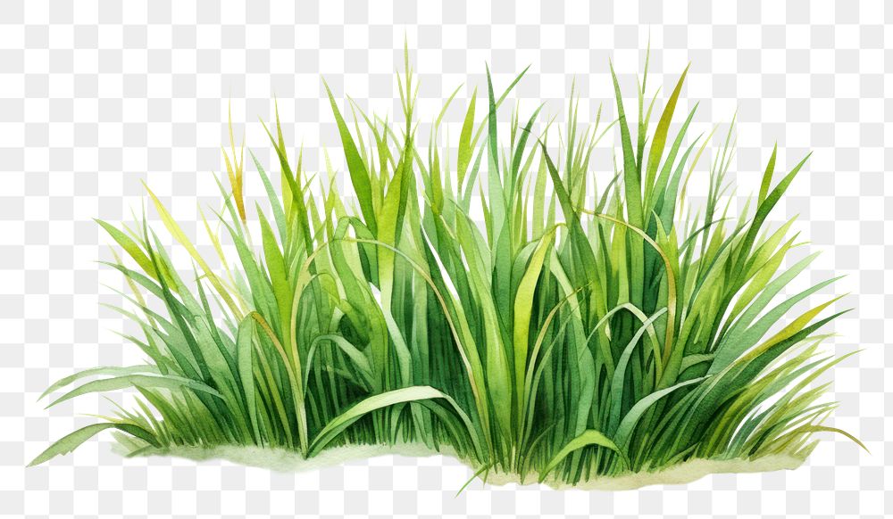 PNG Grass plant green tranquility