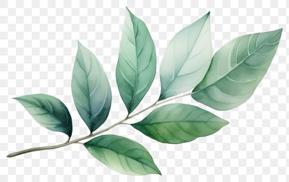 PNG Plant herbs leaf tree