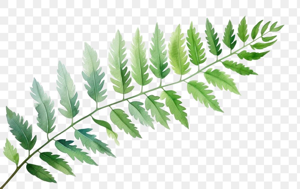PNG Plant herbs leaf fern. AI generated Image by rawpixel.