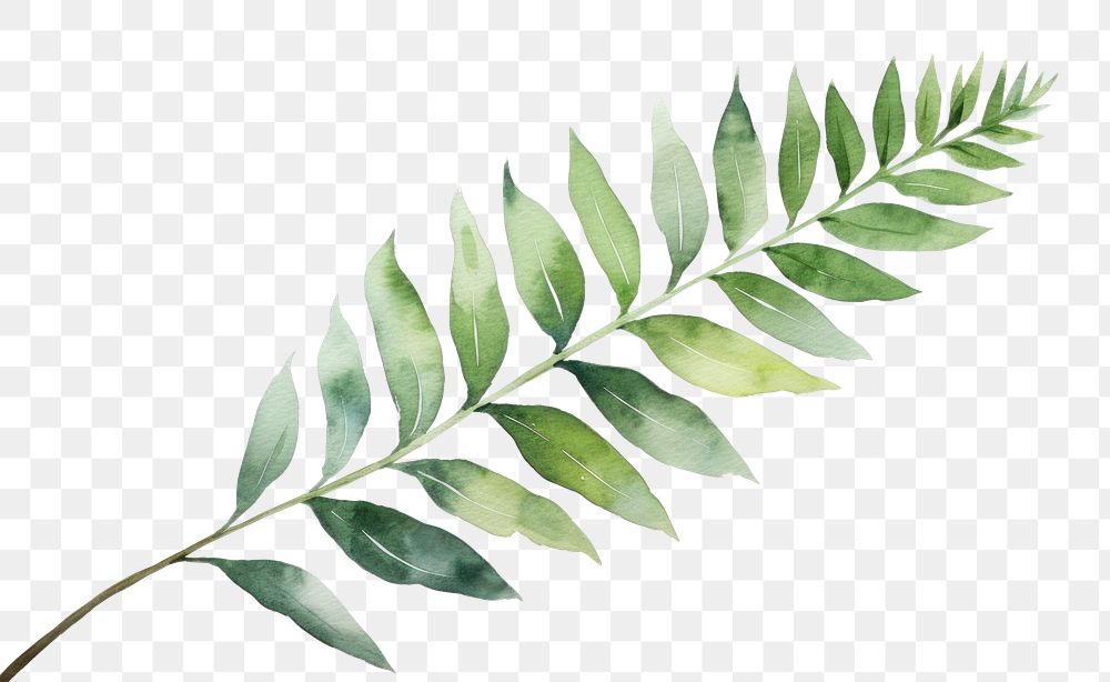 PNG Plant leaf fern astragalus.