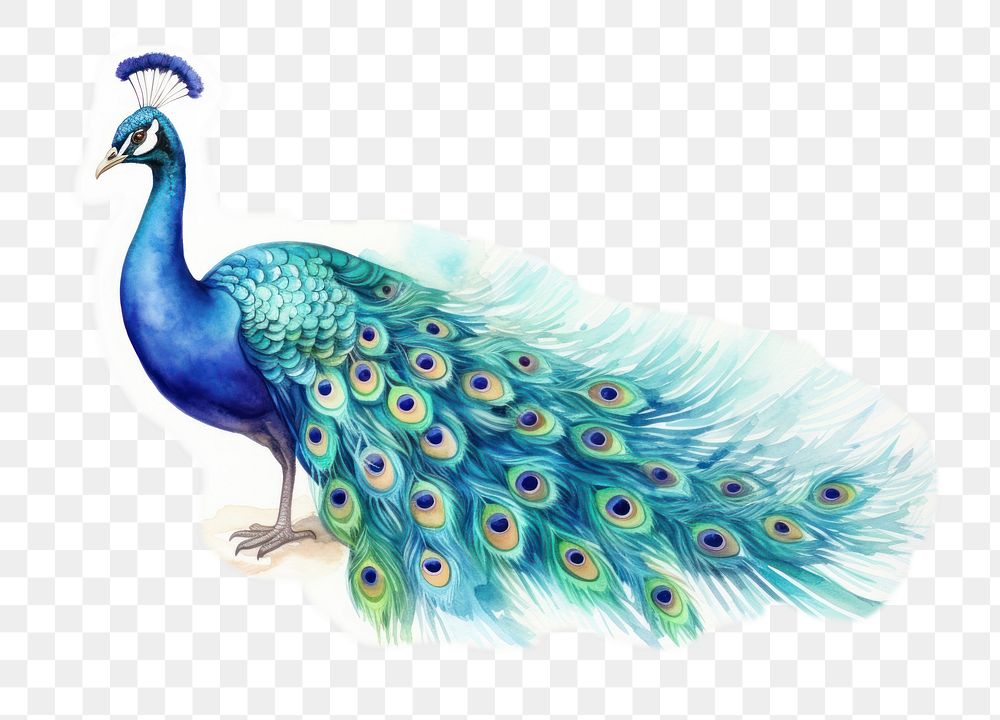 PNG Peacock animal bird creativity. AI generated Image by rawpixel.