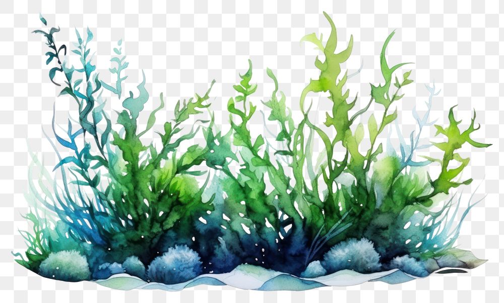 PNG Outdoors seaweed plant water