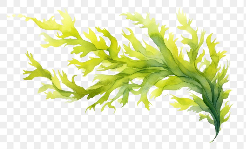 Cute green seaweed set. Marine plant elements. Cartoon vector