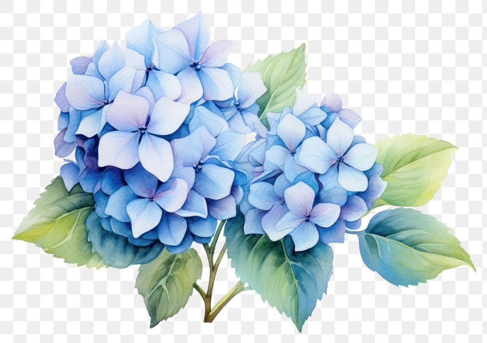 PNG Hydrangea flower plant inflorescence. AI generated Image by rawpixel.