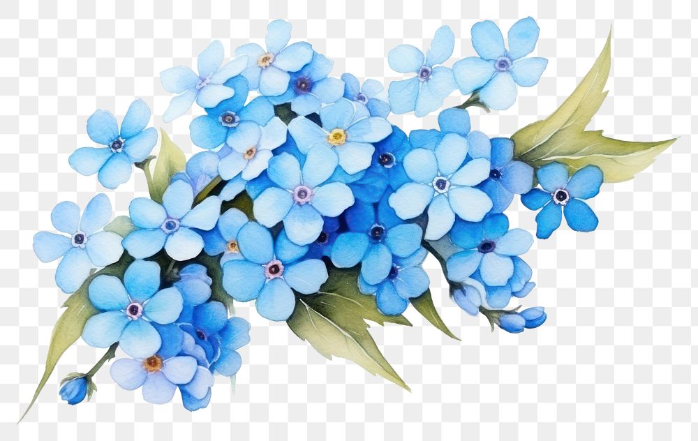 PNG Flower plant forget-me-not inflorescence. AI generated Image by rawpixel.