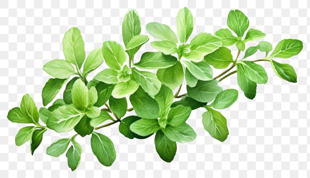 PNG Herbs plant leaf vegetable. AI generated Image by rawpixel.