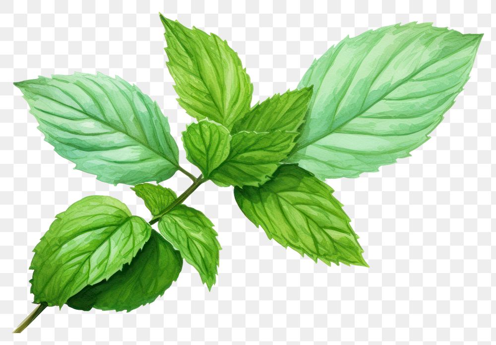PNG Leaf plant herbs mint. AI generated Image by rawpixel.