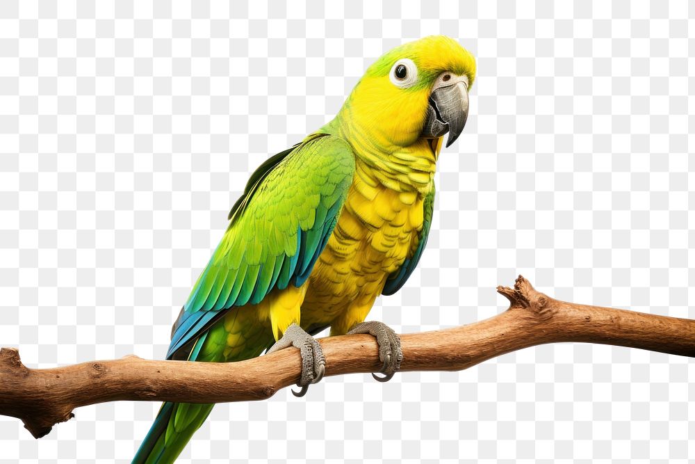 PNG Parrot animal yellow bird. 