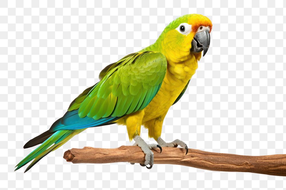 PNG Parrot animal yellow bird. 