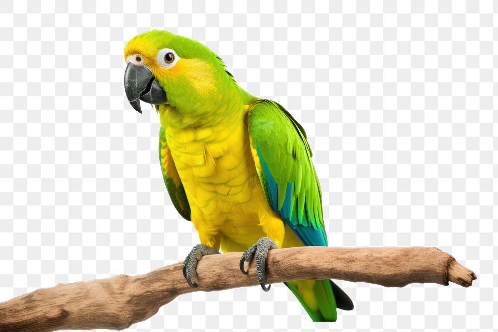 PNG Parrot animal yellow bird. 