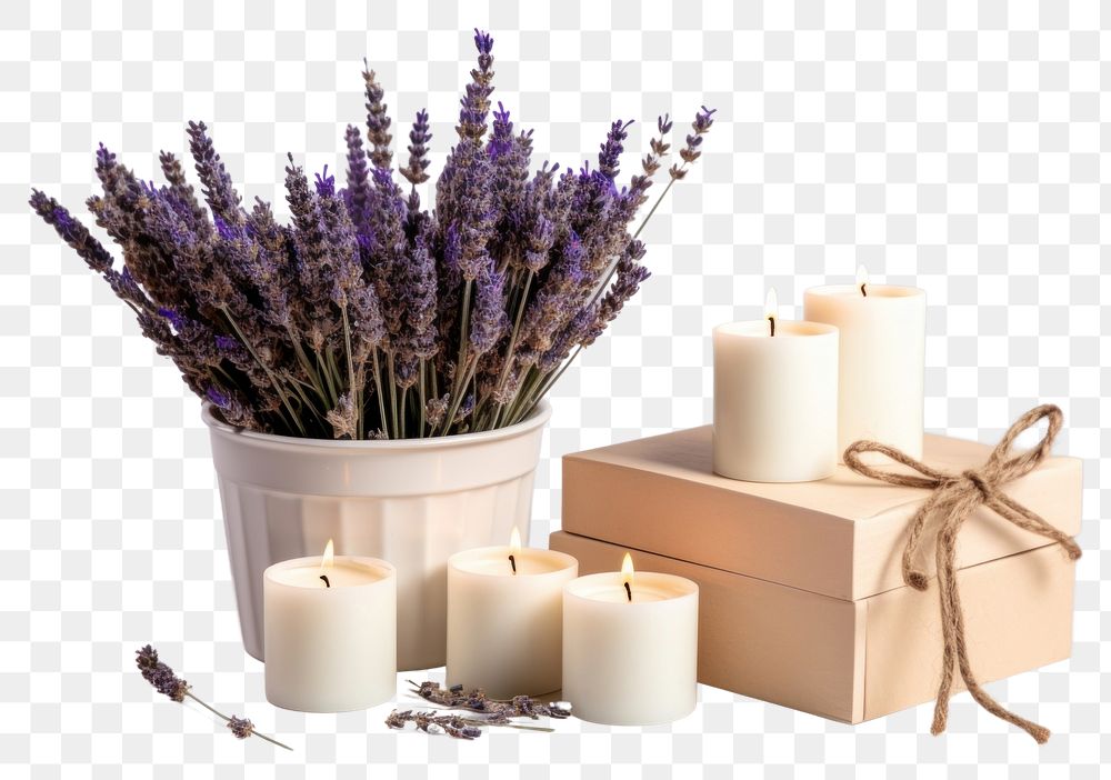 PNG Lavender candle flower plant. 