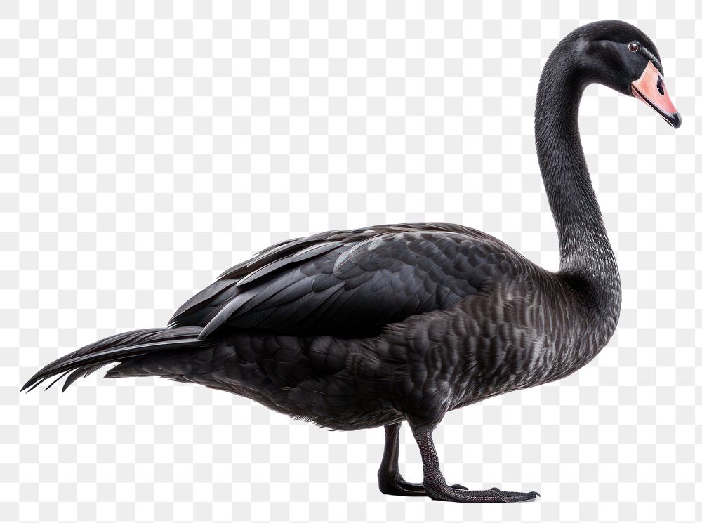 PNG Swan animal goose black. AI generated Image by rawpixel.