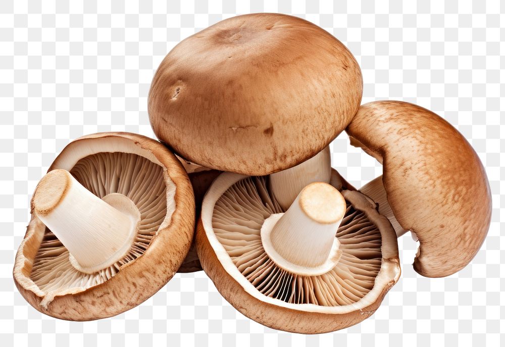 PNG Mushroom fungus plant brown. AI generated Image by rawpixel.