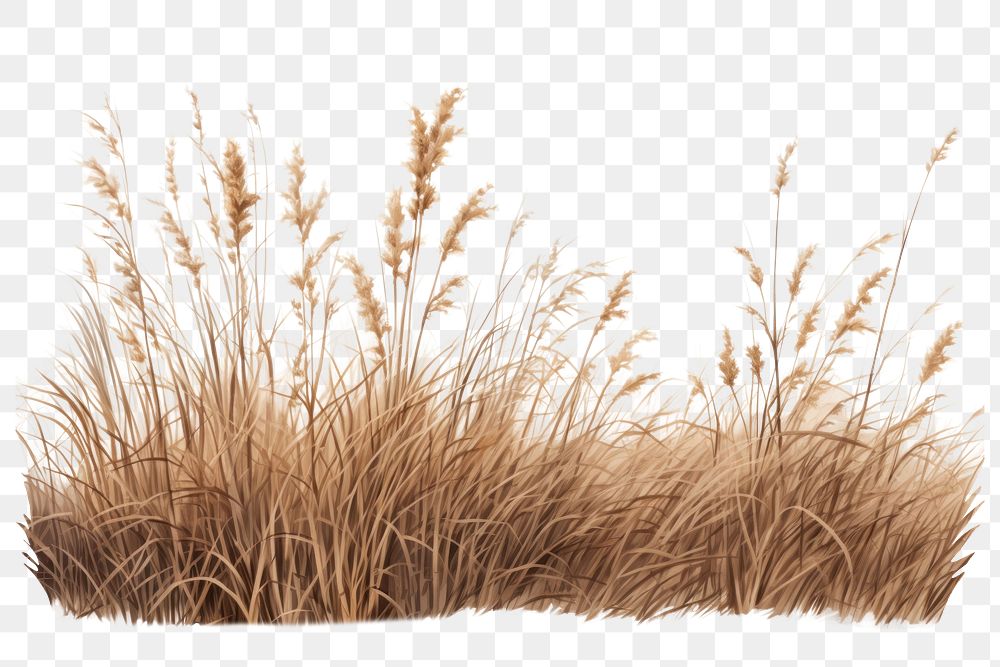 Outdoors plant grass reed. AI generated Image by rawpixel.