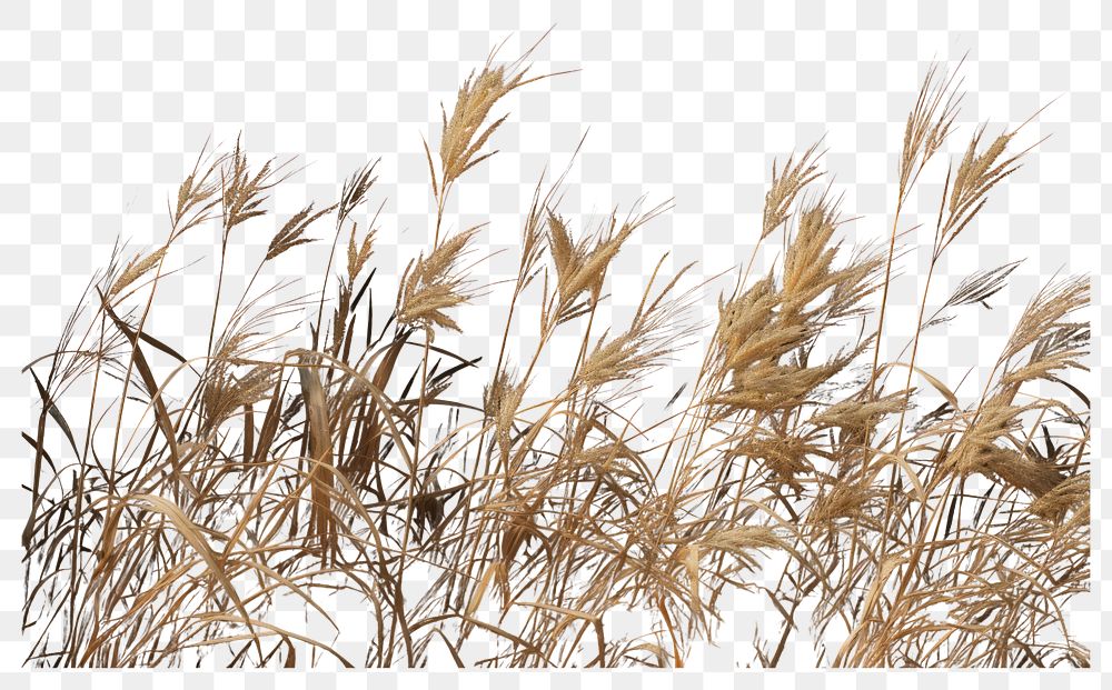 PNG Grass outdoors plant black background transparent background