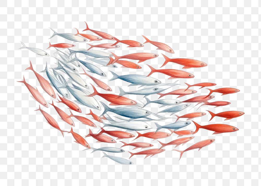 PNG Fish animal white background biology, digital paint illustration. AI generated image