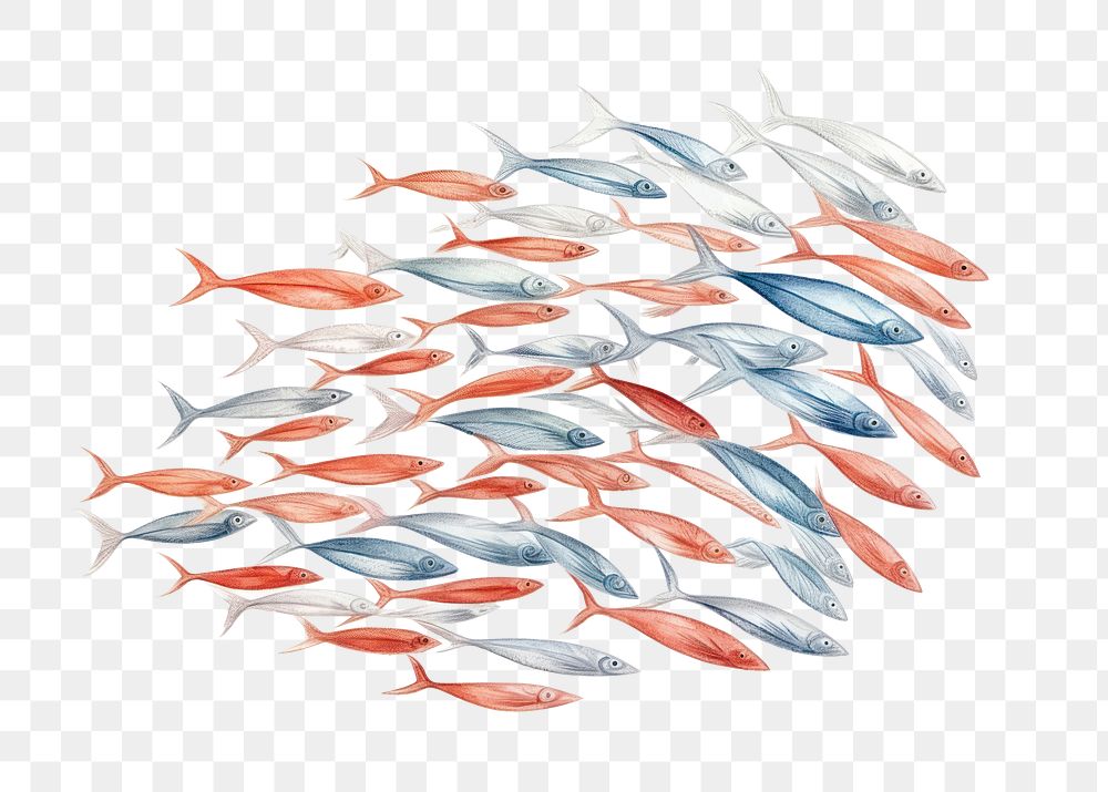 PNG Fish animal white background arrangement, digital paint illustration.