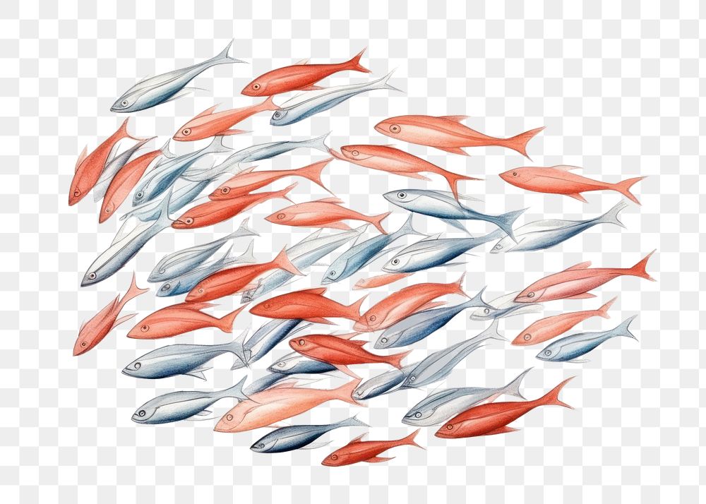 PNG Fish animal white background arrangement, digital paint illustration. AI generated image