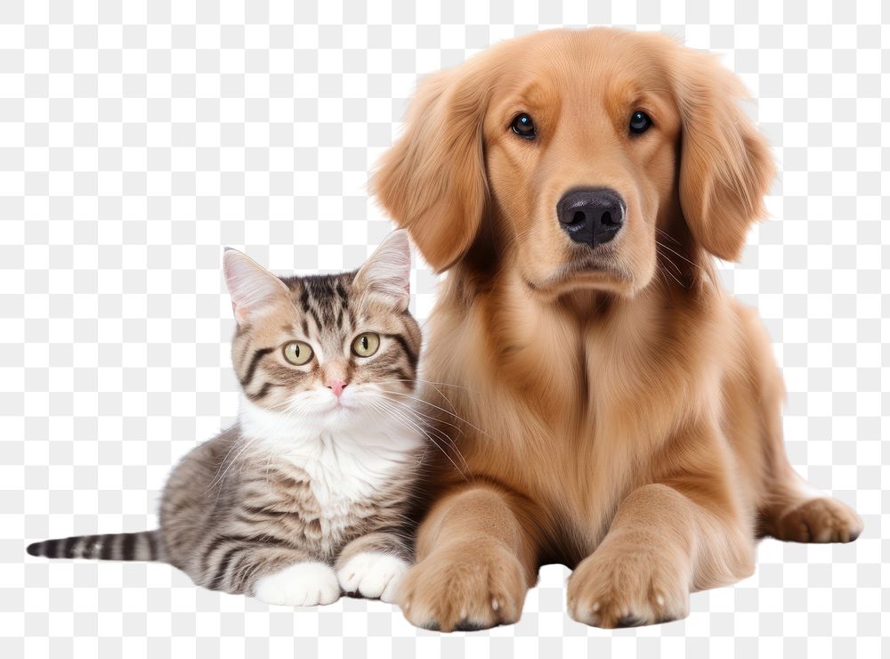 cute dog and cat images