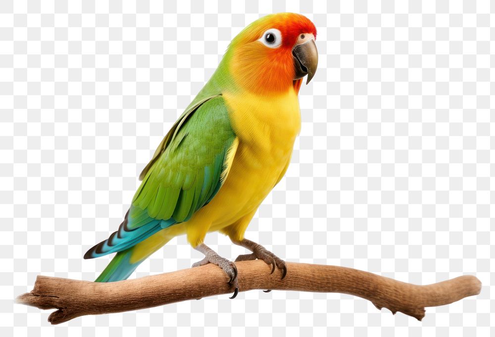 PNG Parrot bird lovebird animal. AI generated Image by rawpixel.