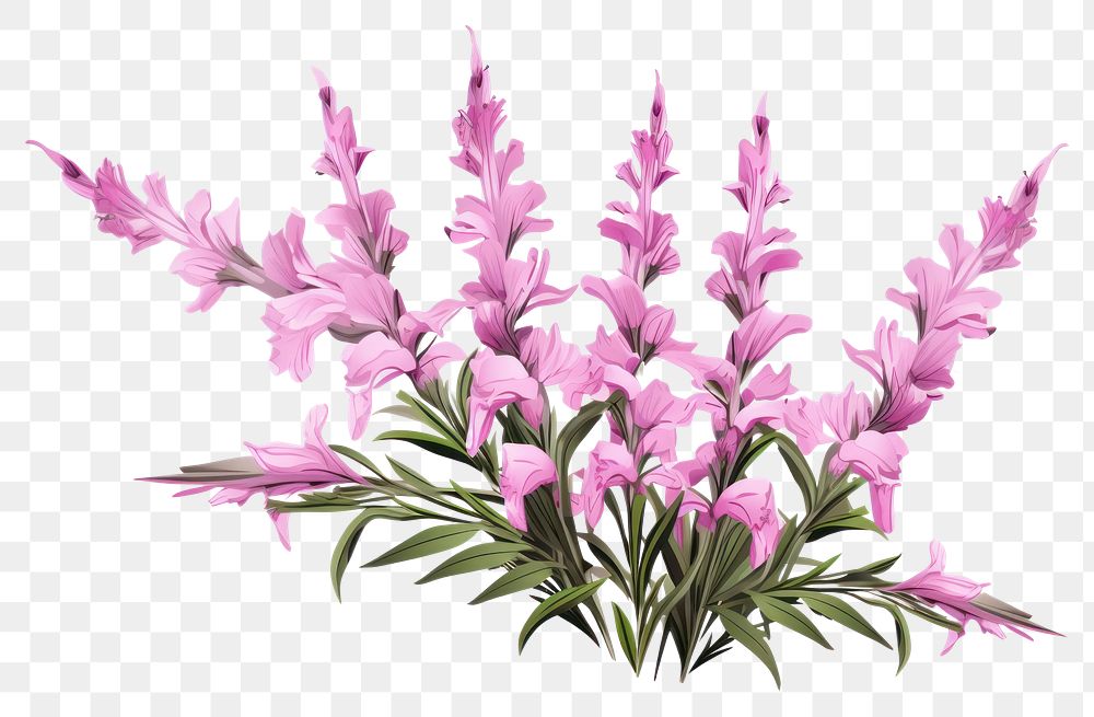 PNG Gladiolus blossom flower plant. AI generated Image by rawpixel.
