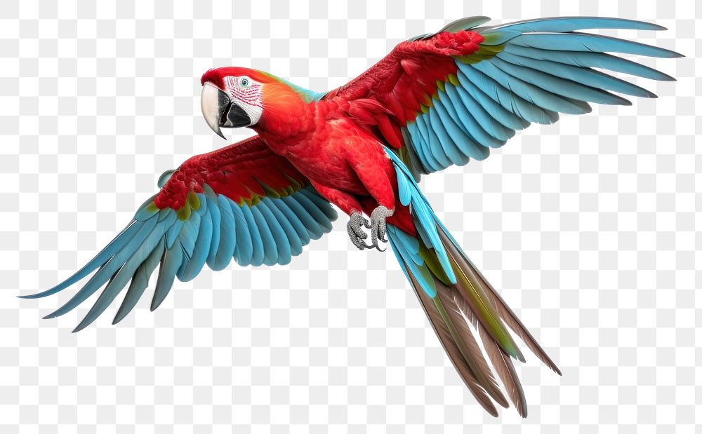 PNG Parrot animal macaw bird. 