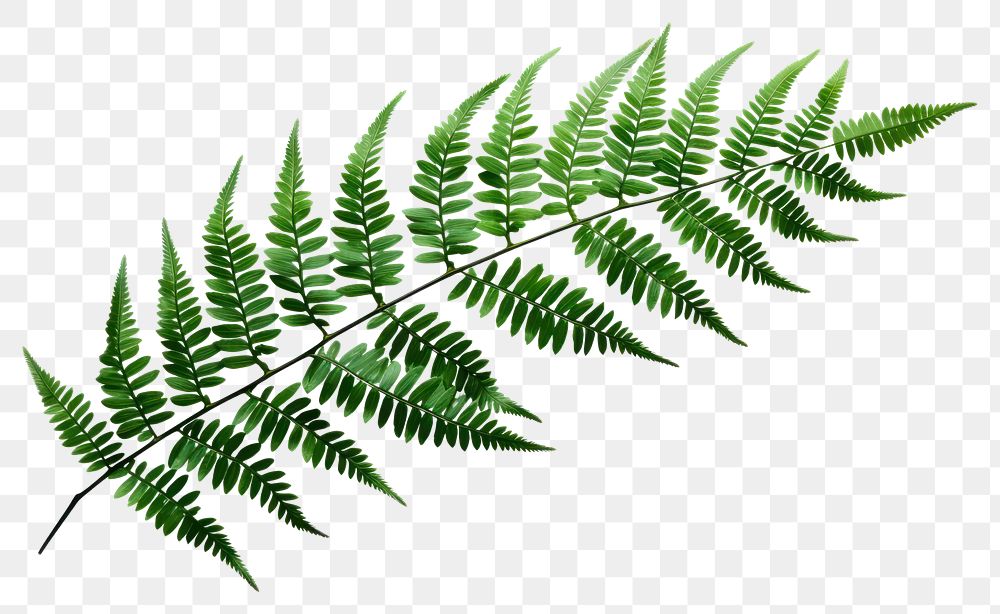 PNG Plant fern green leaf. 