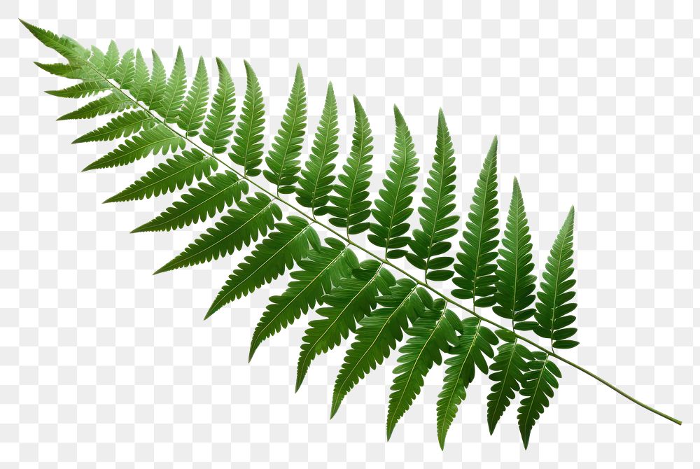 PNG Plant fern leaf freshness. 