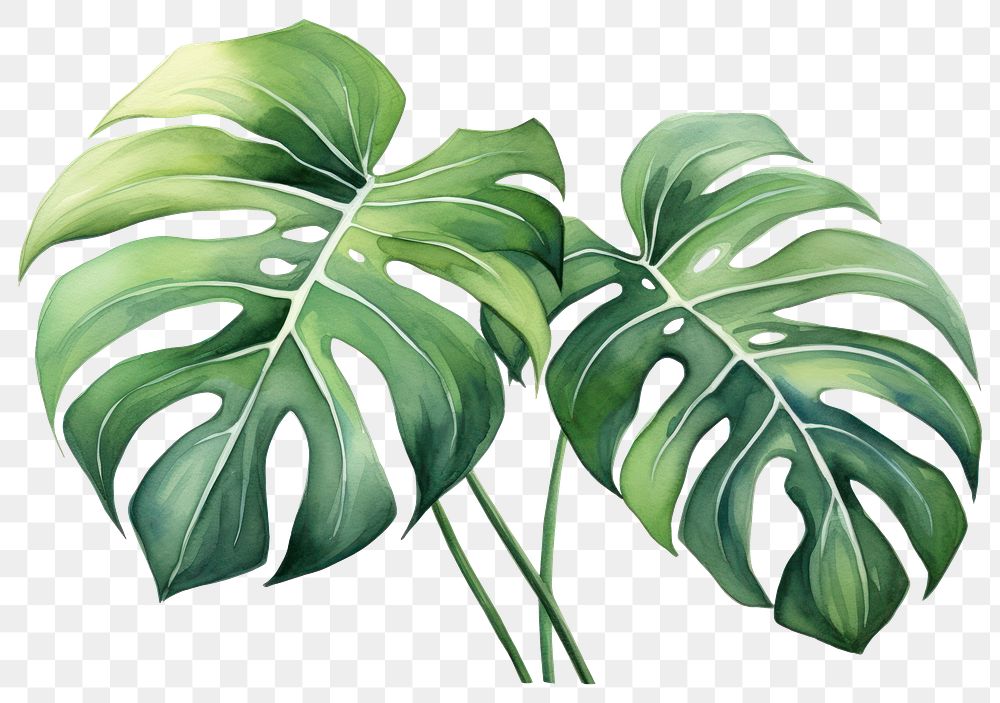 PNG Plant leaf xanthosoma freshness. 