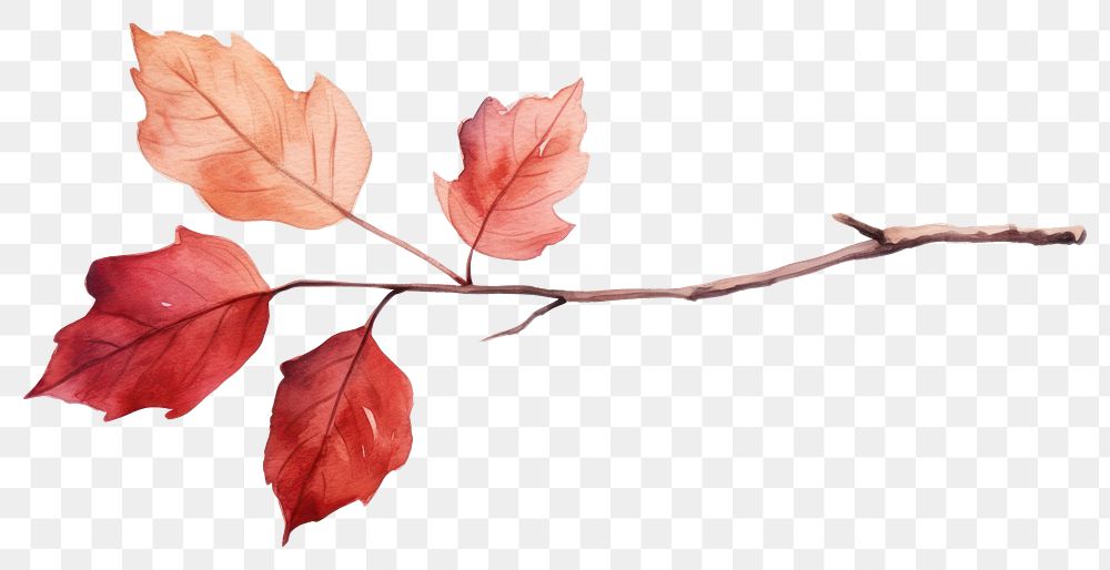 PNG Autumn plant leaf tree. AI generated Image by rawpixel.