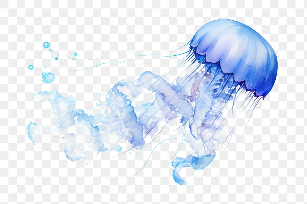 PNG Jellyfish nature invertebrate transparent. 