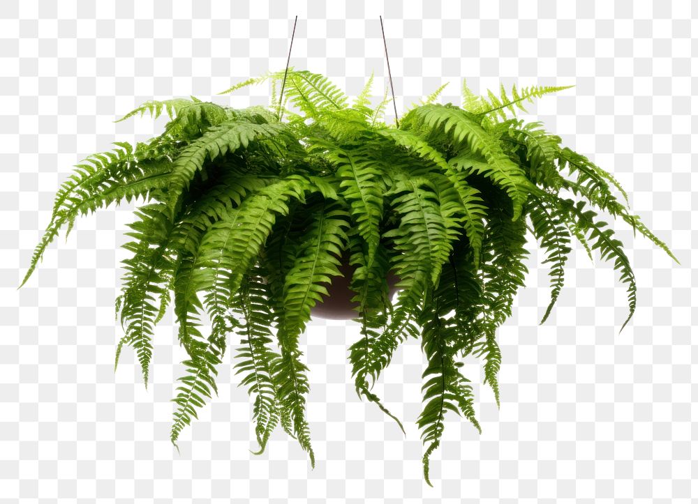 PNG Fern hanging plant leaf. AI generated Image by rawpixel.