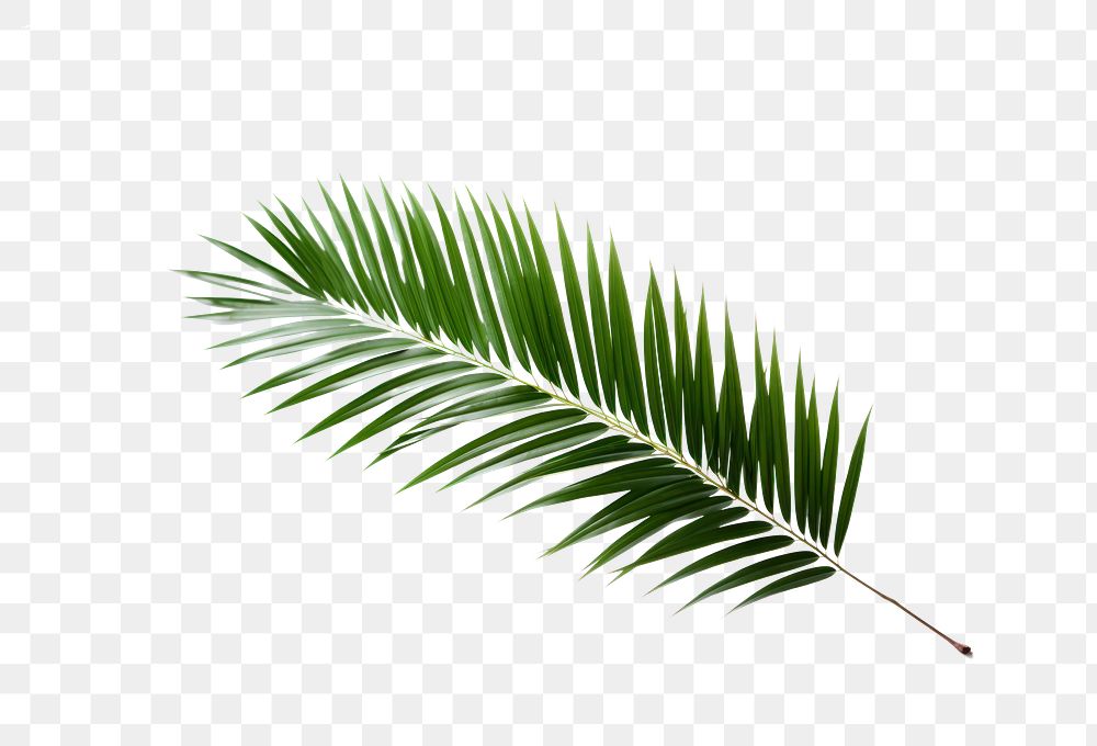 PNG Plant green leaf tree. AI generated Image by rawpixel.