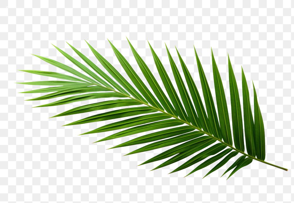 PNG Plant green leaf tree. | Free PNG - rawpixel