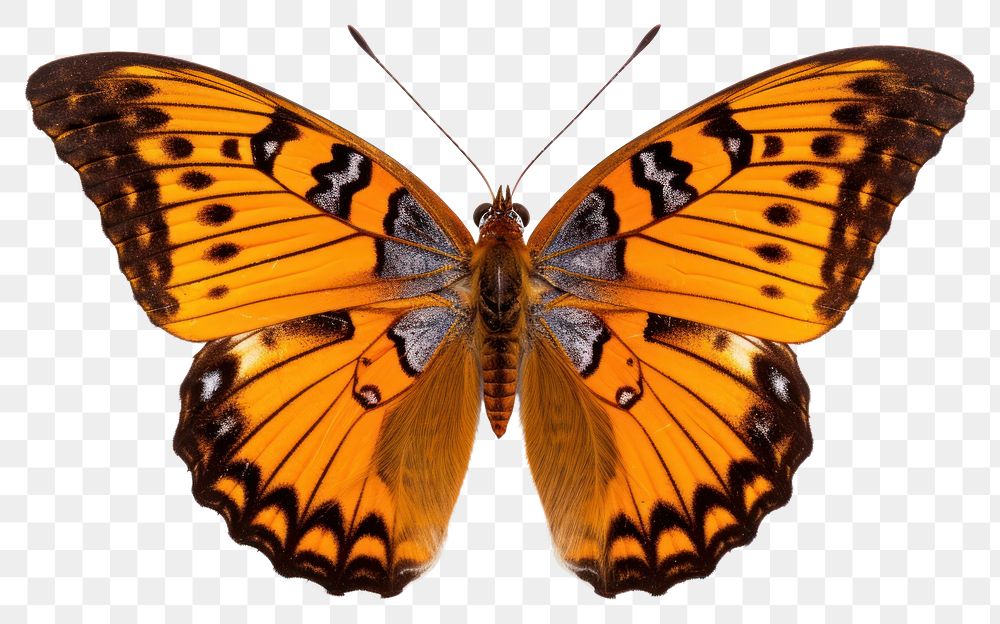 PNG Butterfly animal insect moth. 