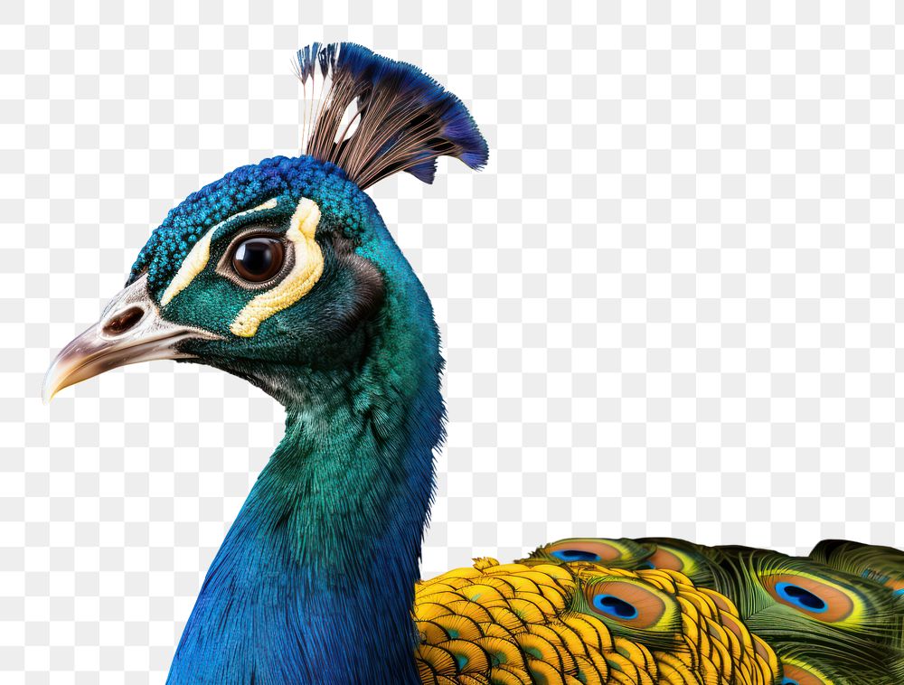 PNG Peacock animal bird beak. AI generated Image by rawpixel.