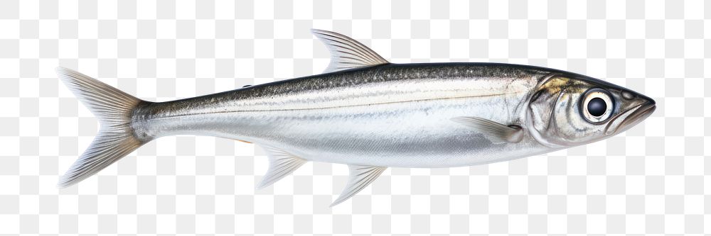 PNG Seafood sardine animal fish. AI generated Image by rawpixel.