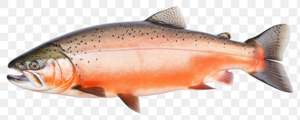 PNG Animal trout fish underwater. 