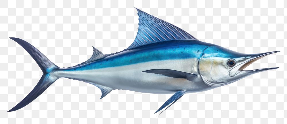 PNG Animal fish freshness swordfish. AI generated Image by rawpixel.